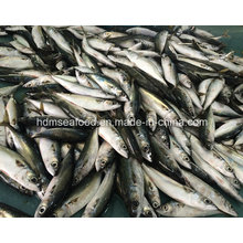 New Fish Mackerel (Scomber Japonicus)